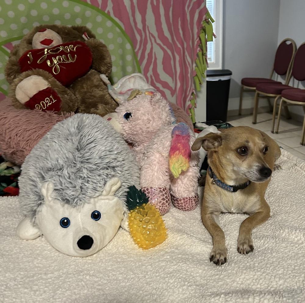 Roxana, Adoptable, Young Female Chihuahua.