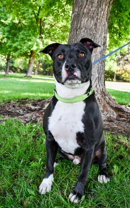 Martin, Adoptable, Adult Male Pit Bull Terrier & Mixed Breed.