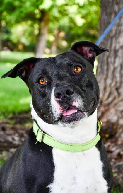 Enlarge Martin, a Adoptable mixed breed in Yakima, WA image 2/3
