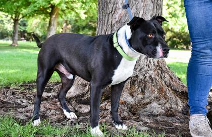Martin, Adoptable, Adult Male Pit Bull Terrier & Mixed Breed.
