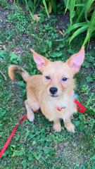 Enlarge Bedrock Orange, a Adoptable Cairn Terrier in Mukwonago, WI image 1/3