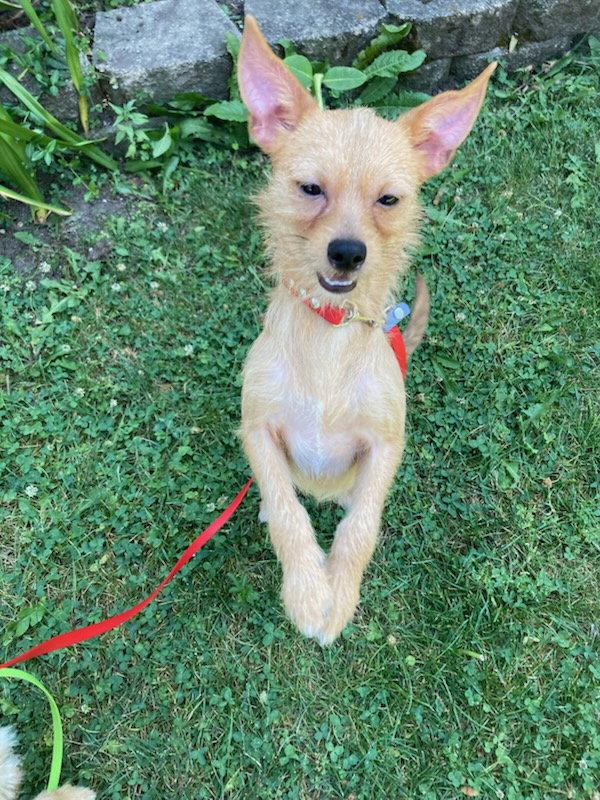 Enlarge Bedrock Orange, a Adoptable Cairn Terrier in Mukwonago, WI image 2/3
