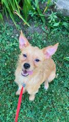 Enlarge Bedrock Orange, a Adoptable Cairn Terrier in Mukwonago, WI image 3/3