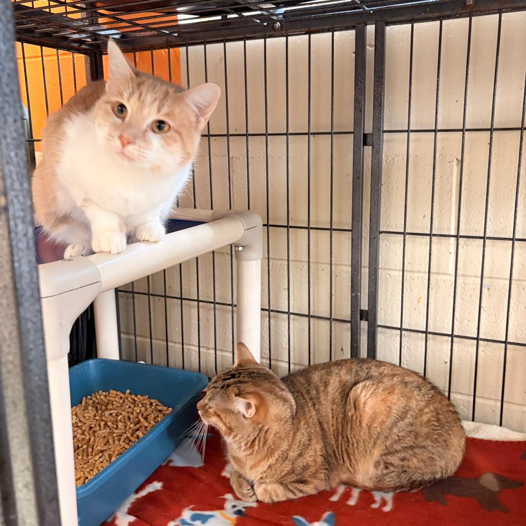 Lotus, Adoptable, Adult Female Domestic Short Hair.