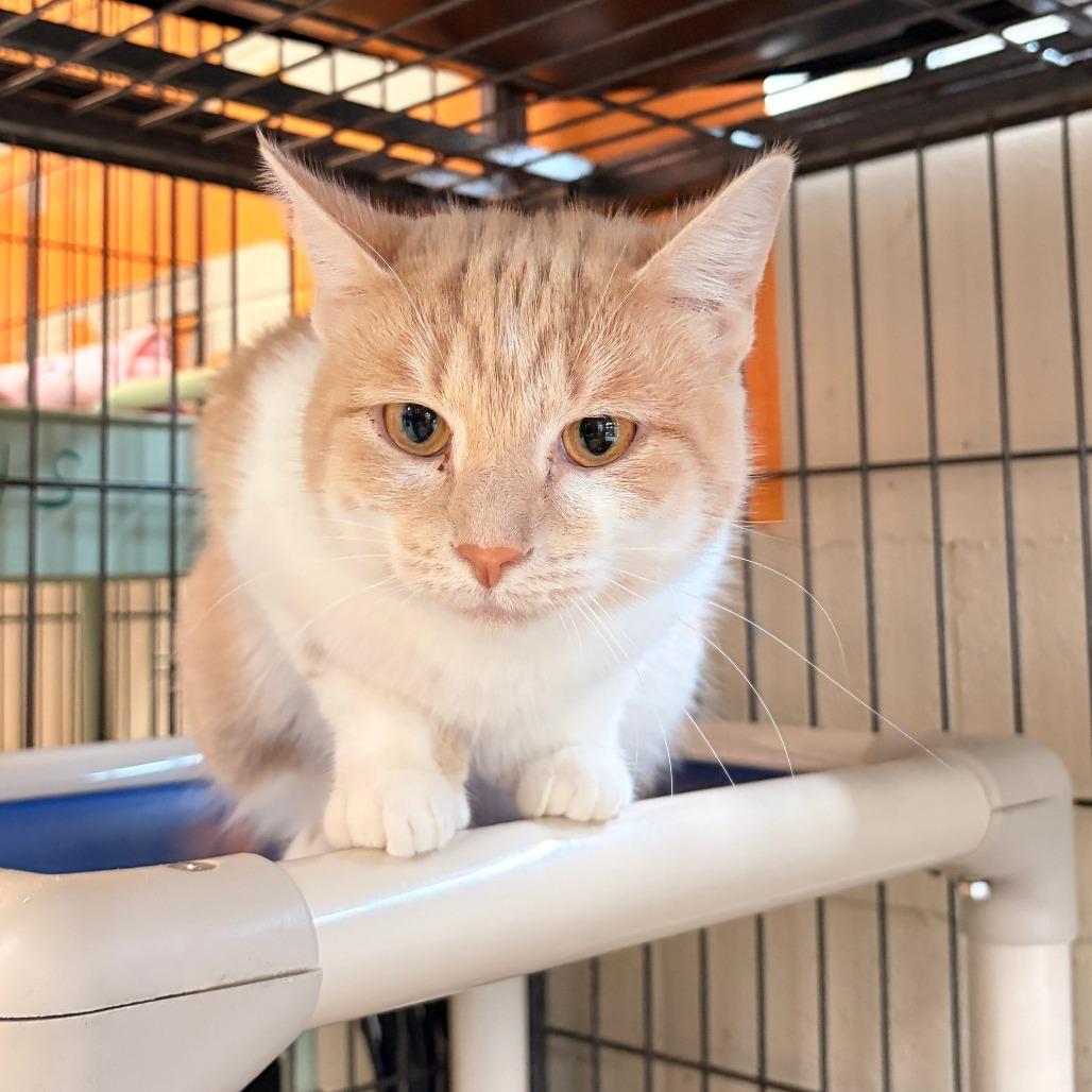Enlarge Lotus, a Adoptable Domestic Short Hair in Franklin, NC image 2/2
