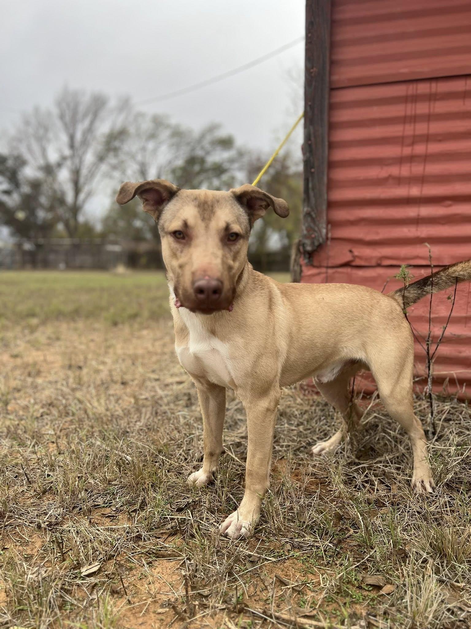 Enlarge Yuki, a Adoptable Labrador Retriever in Bangs, TX image 1/1