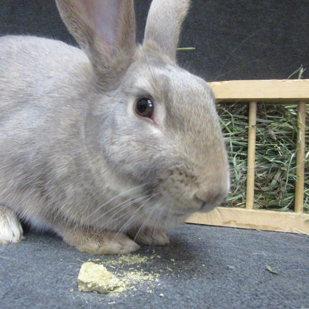 Tawny, Adoptable, Adult Female Bunny Rabbit.