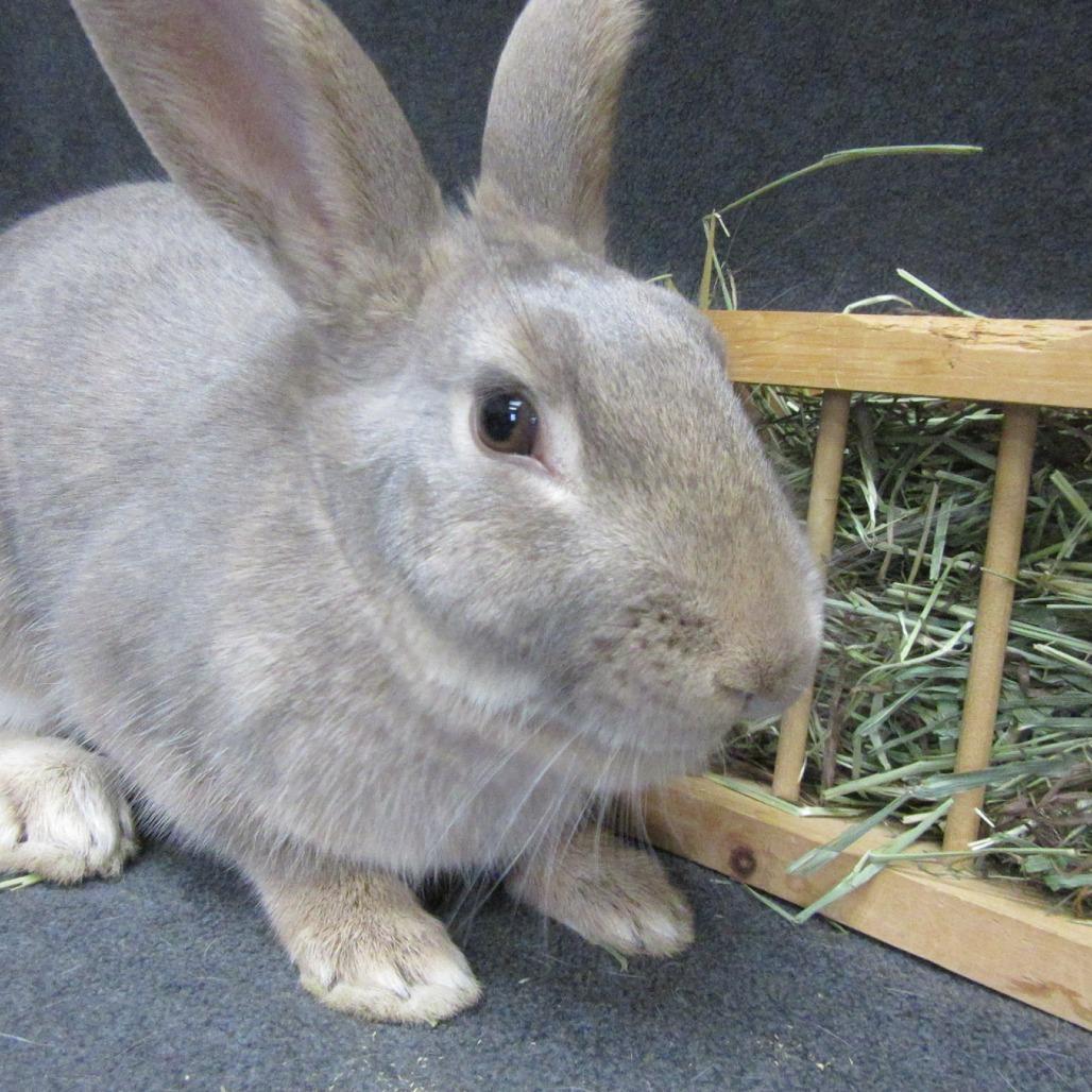 Tawny, a Adoptable Bunny Rabbit in Newport, PA image 2/2