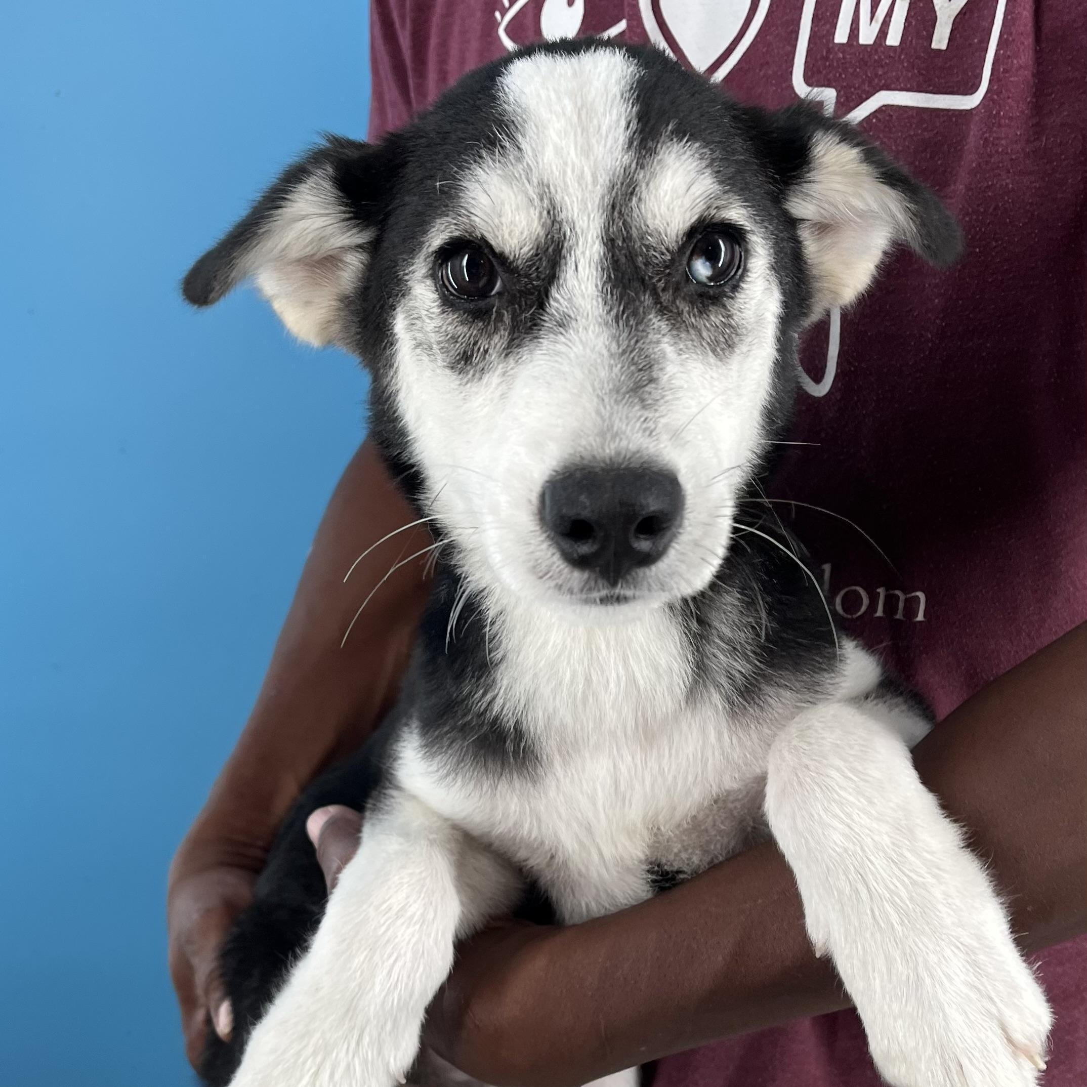 Valdor - Local Sept 26-28