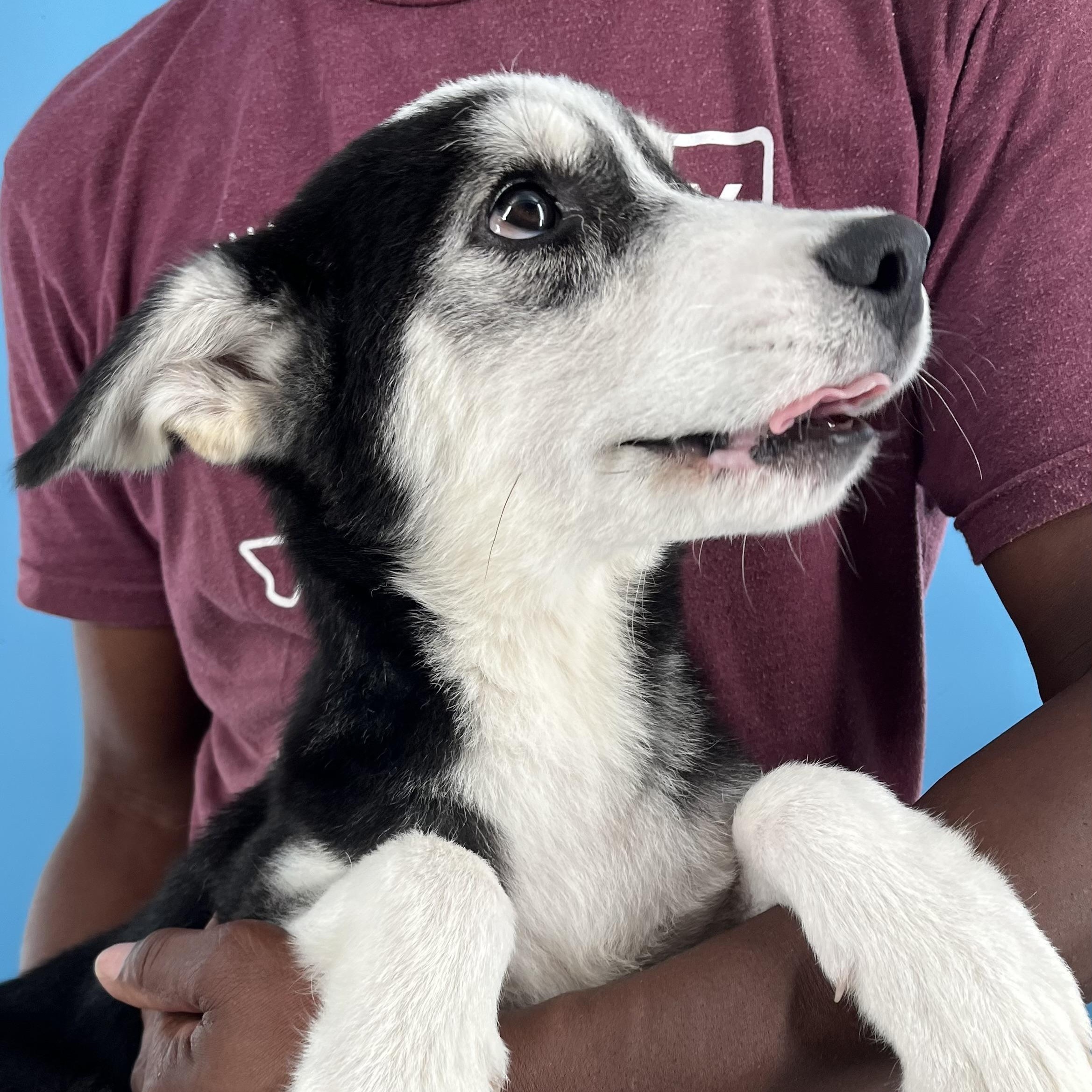 Valdor - Local Sept 26-28