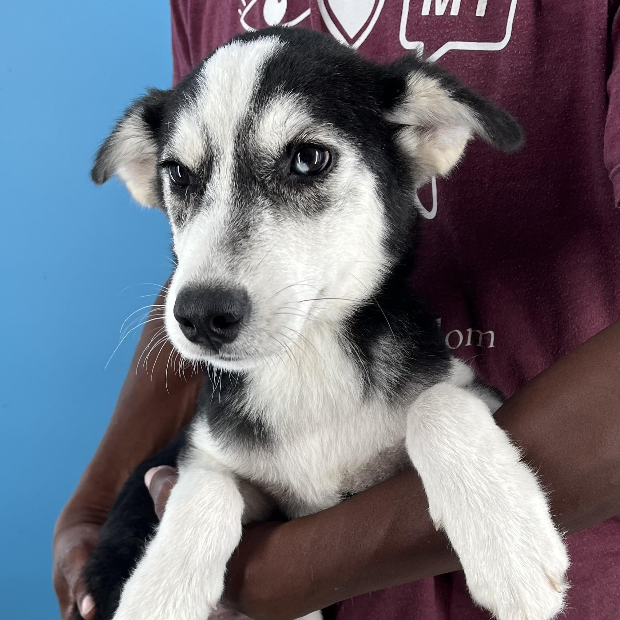 Valdor - Local Sept 26-28