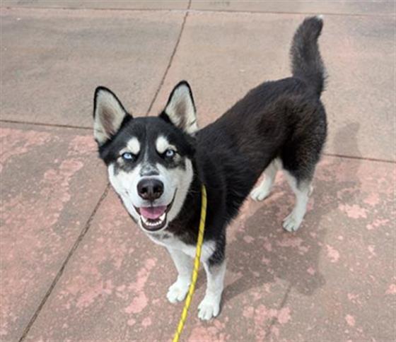 BURGER KING, Adoptable, Young Male Siberian Husky.