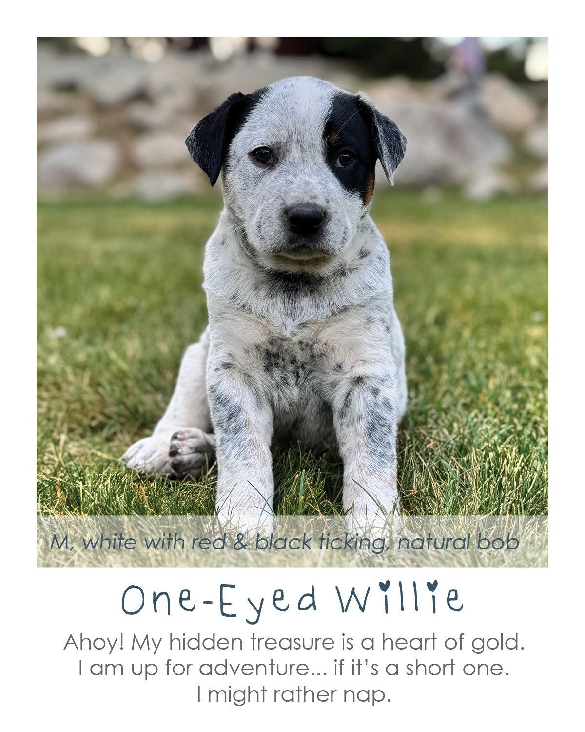 Enlarge One-Eyed Willie, a Adoptable Australian Cattle Dog / Blue Heeler in Midway, UT image 1/1