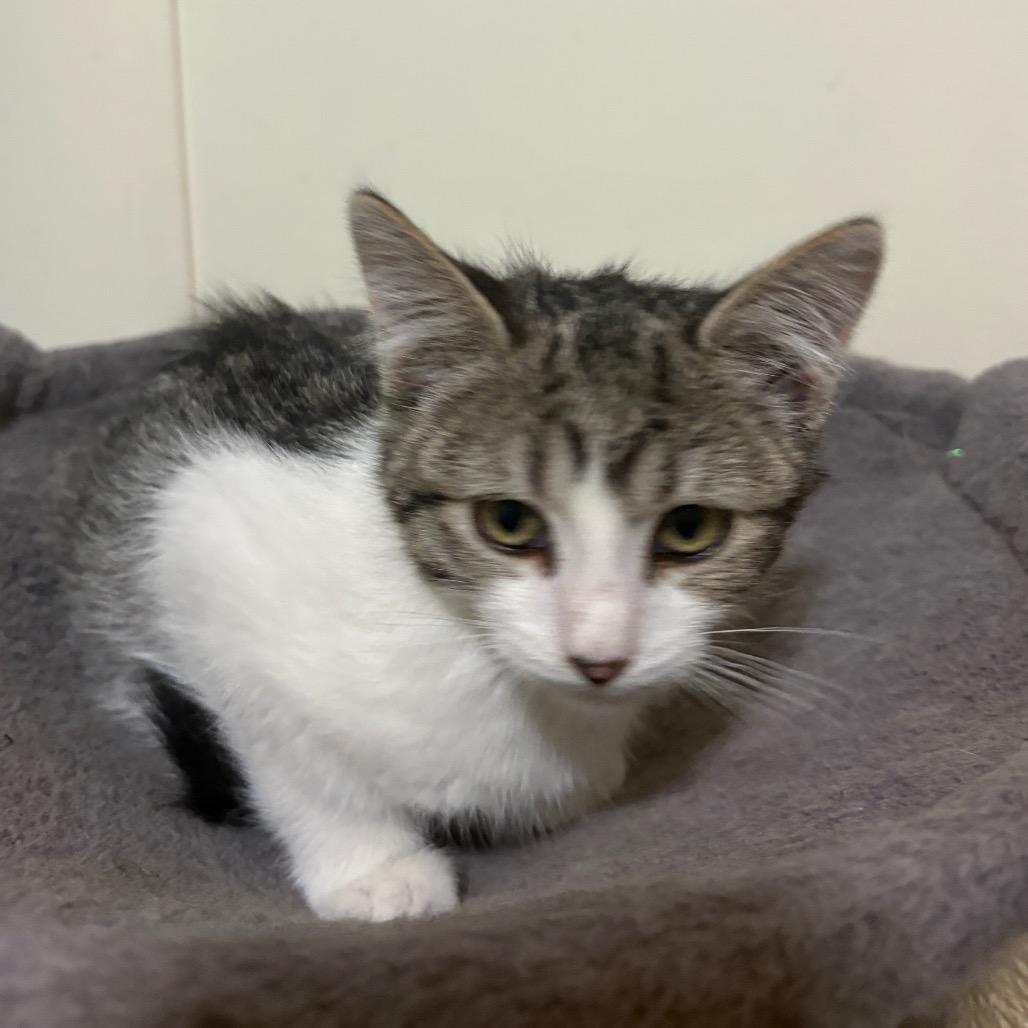 Sie, Adoptable, Kitten Male Domestic Short Hair.
