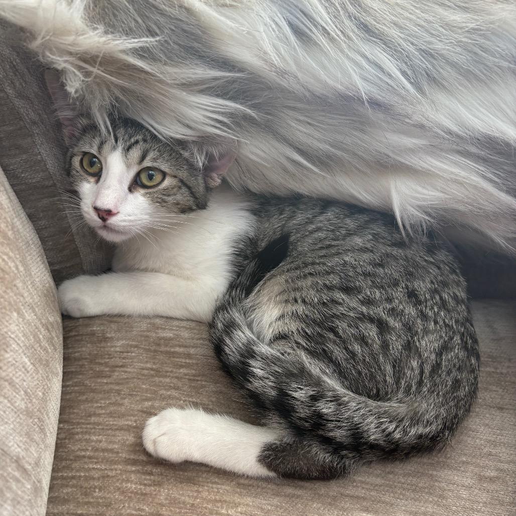 Enlarge Sie, a Adoptable Domestic Short Hair in Grantsville, UT image 2/3