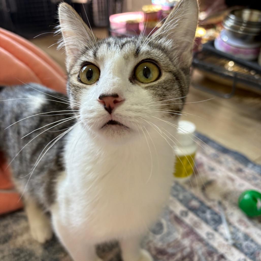 Enlarge Sie, a Adoptable Domestic Short Hair in Grantsville, UT image 3/3