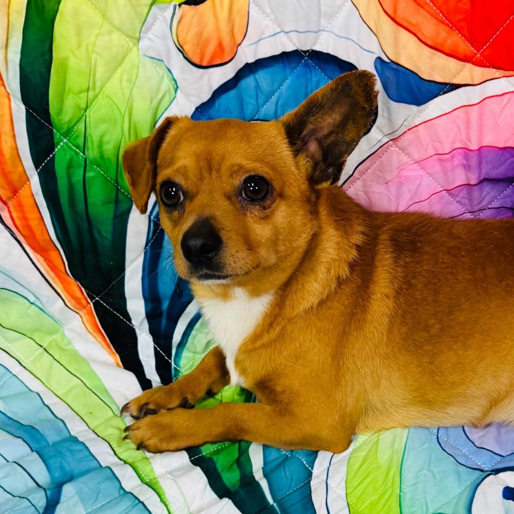 Rambo/Brown Sugar, Adoptable, Adult Male Chihuahua & Mixed Breed.