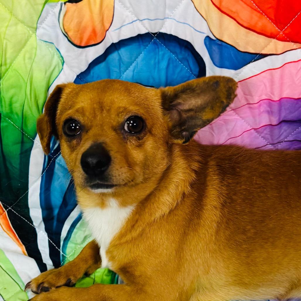 Enlarge Rambo/Brown Sugar, a Adoptable mixed breed in Franklin, NC image 3/6