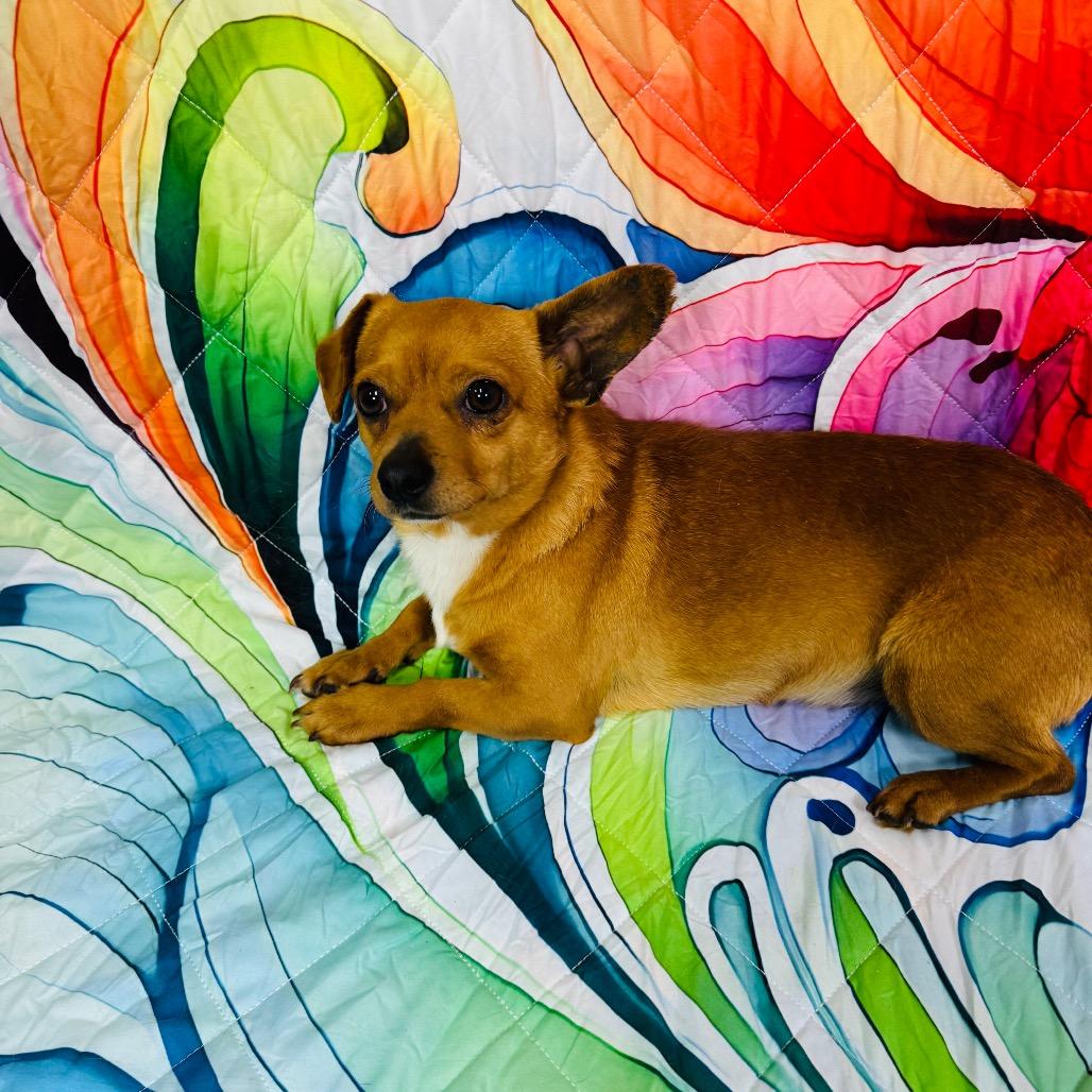 Enlarge Rambo/Brown Sugar, a Adoptable mixed breed in Franklin, NC image 4/6