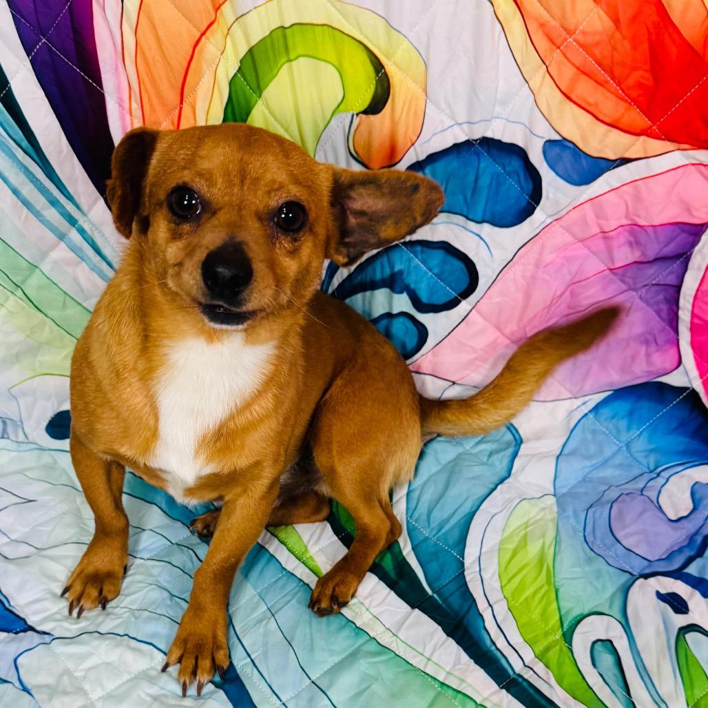 Enlarge Rambo/Brown Sugar, a Adoptable mixed breed in Franklin, NC image 5/6