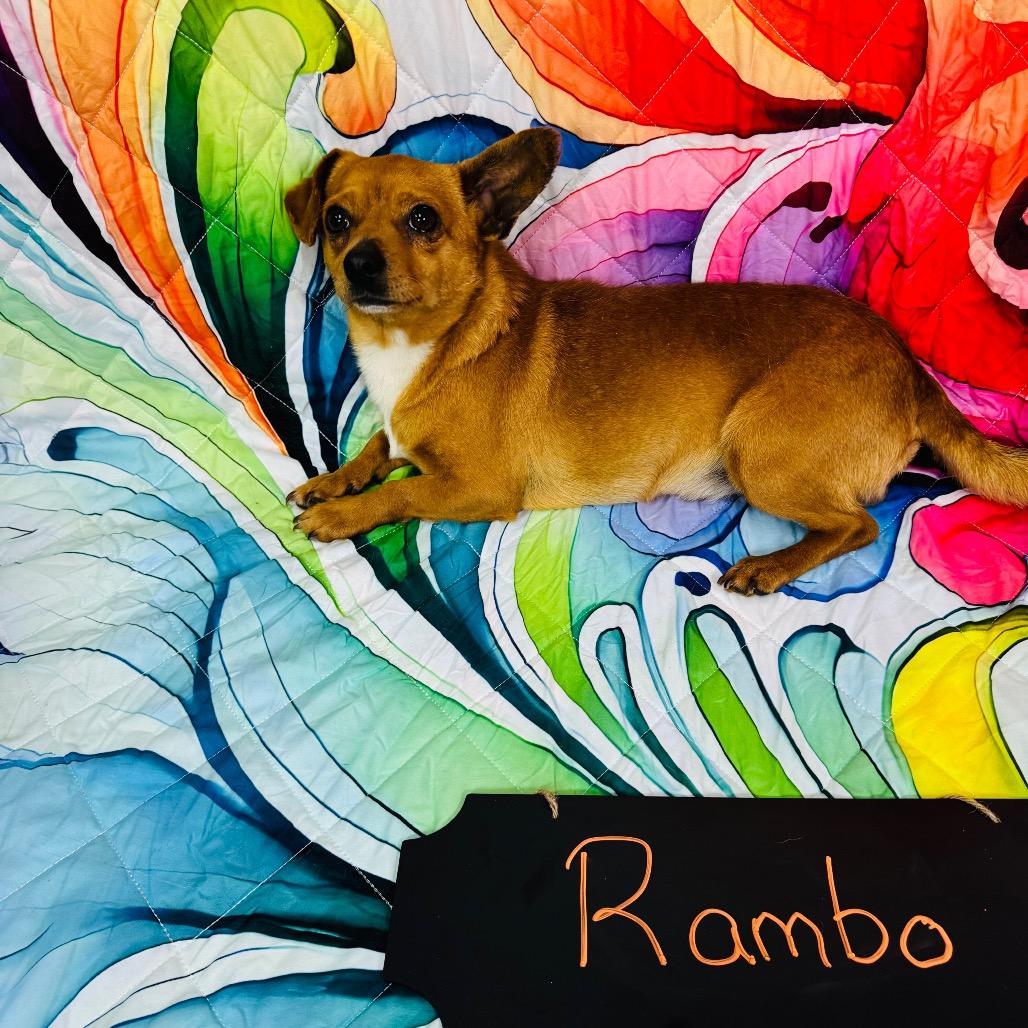 Enlarge Rambo/Brown Sugar, a Adoptable mixed breed in Franklin, NC image 6/6
