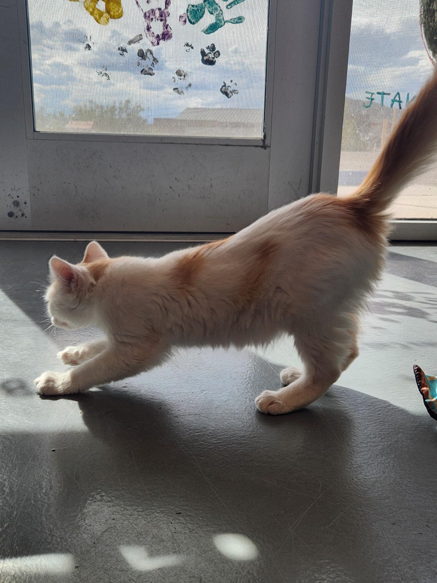 Enlarge Creamsicle, a Adoptable Domestic Medium Hair in Truth or Consequences , NM image 3/6