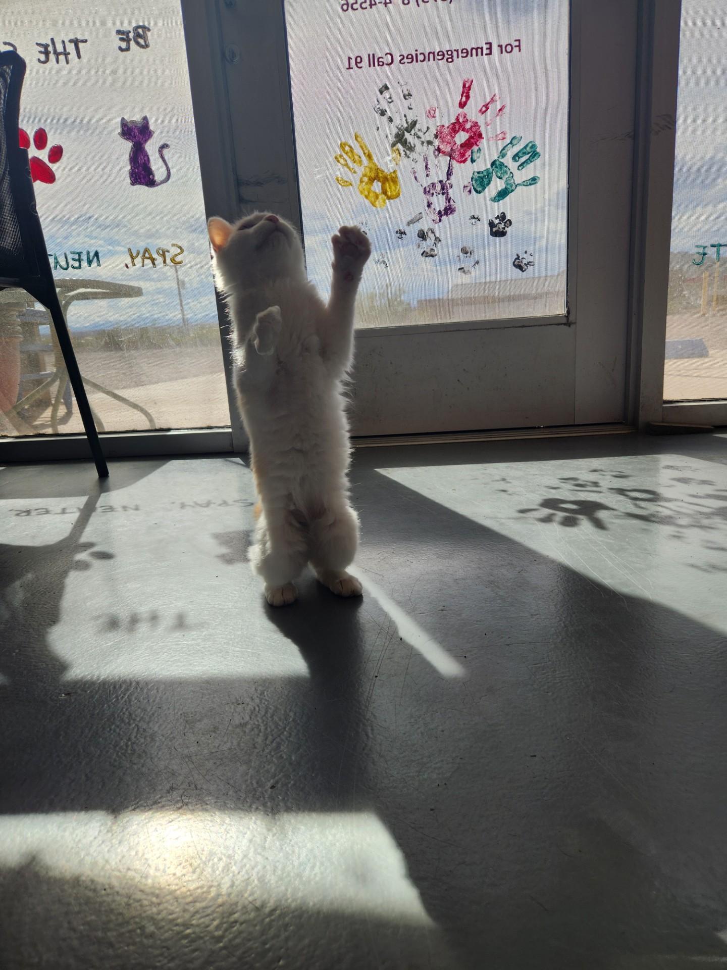 Enlarge Creamsicle, a Adoptable Domestic Medium Hair in Truth or Consequences , NM image 2/6
