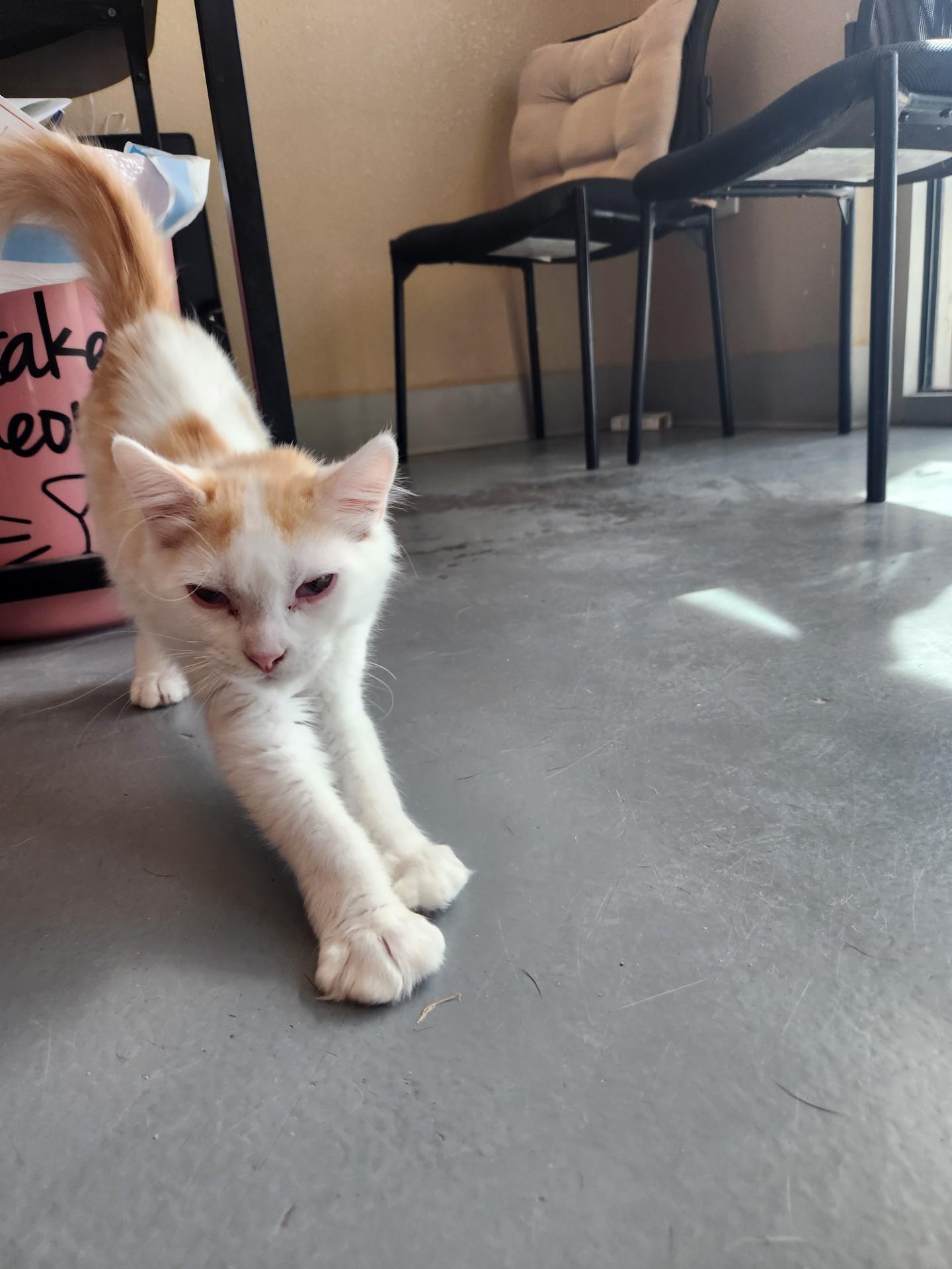 Enlarge Creamsicle, a Adoptable Domestic Medium Hair in Truth or Consequences , NM image 6/6