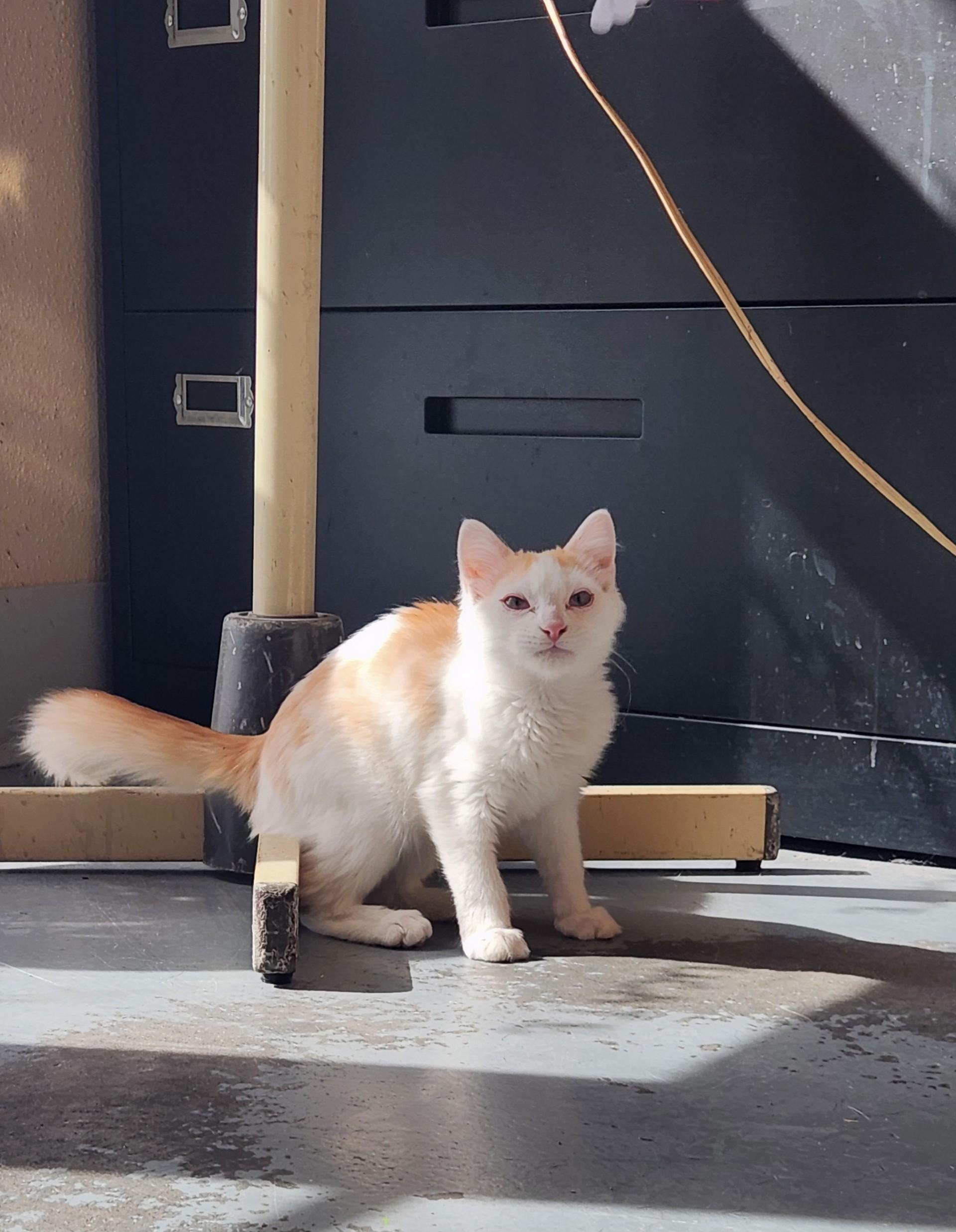 Enlarge Creamsicle, a Adoptable Domestic Medium Hair in Truth or Consequences , NM image 4/6