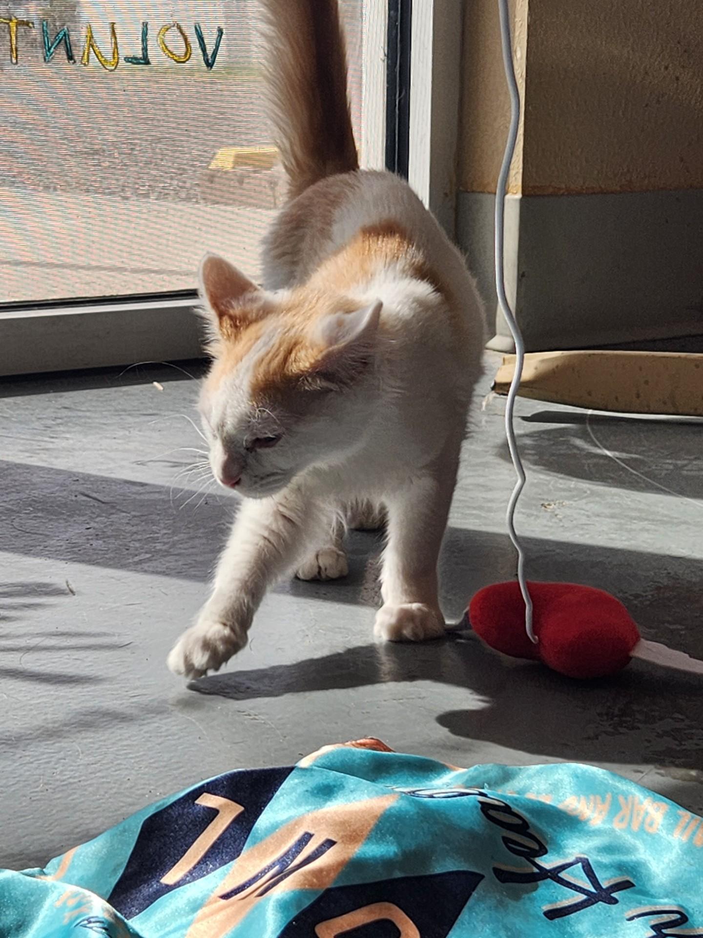 Enlarge Creamsicle, a Adoptable Domestic Medium Hair in Truth or Consequences , NM image 5/6