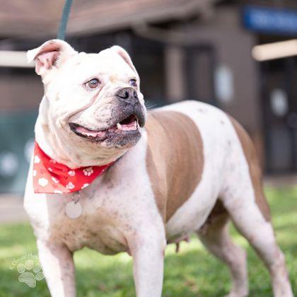 RoeJoe, a Adoptable mixed breed in Honolulu, HI image 1/3