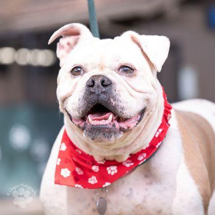 RoeJoe, a Adoptable mixed breed in Honolulu, HI image 2/3