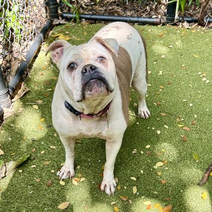 RoeJoe, a Adoptable mixed breed in Honolulu, HI image 3/3
