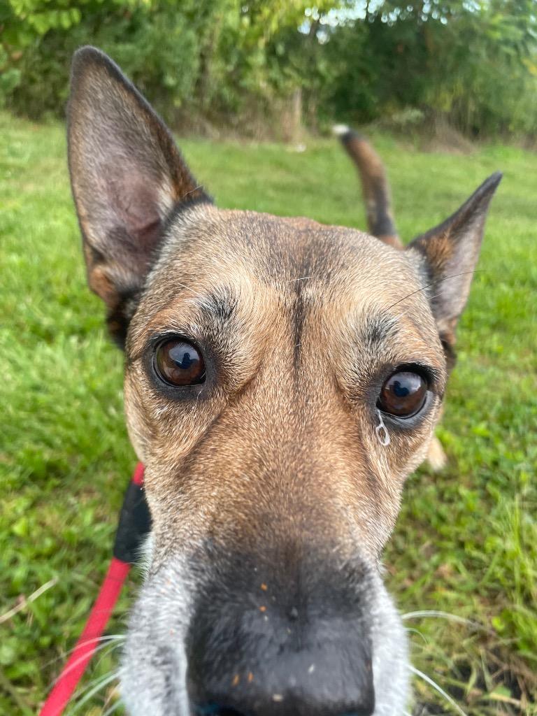 Saint, Adoptable, Adult Male Mixed Breed & German Shepherd Dog.