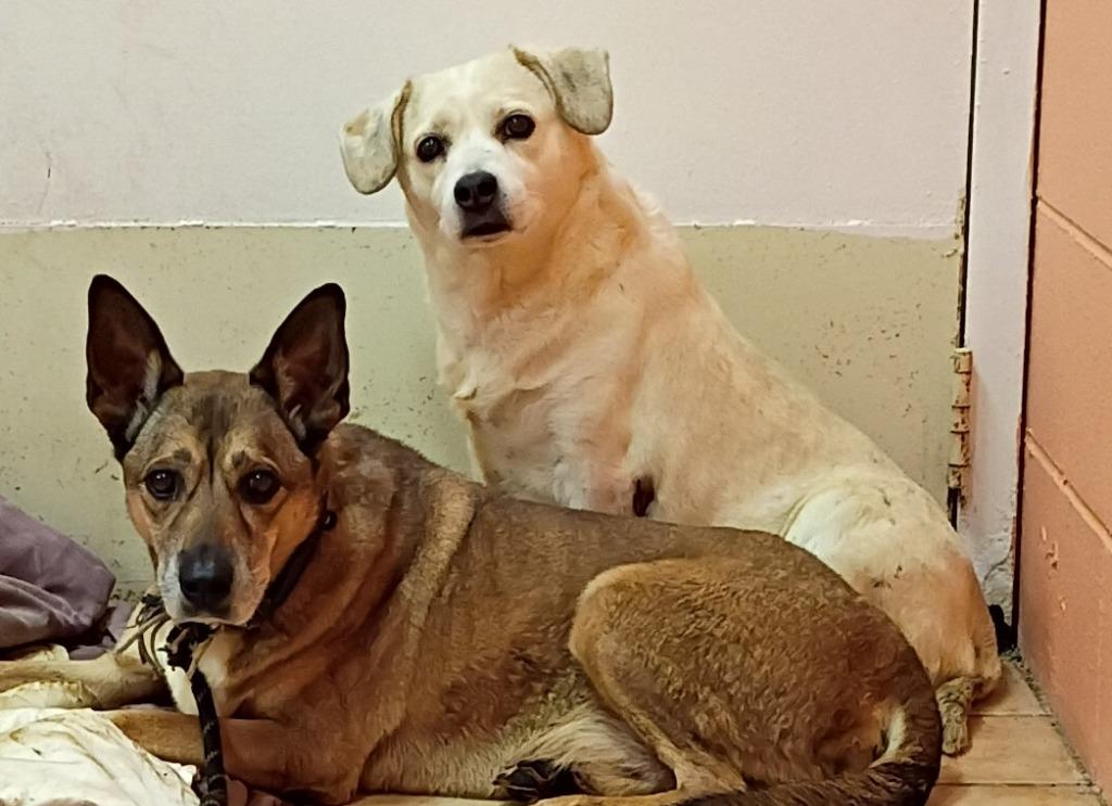 Saint, Adoptable, Adult Male Mixed Breed & German Shepherd Dog.