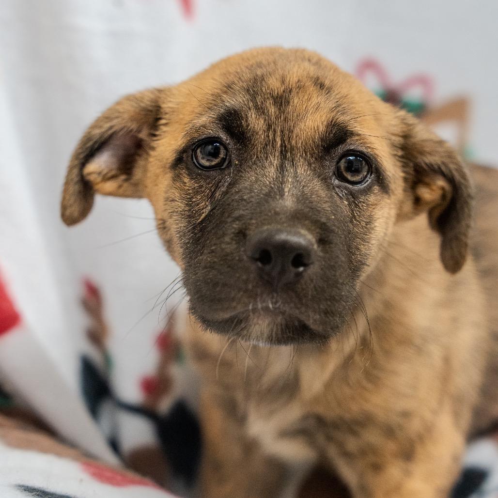 Enlarge Benji, a Adoptable mixed breed in Pawling, NY image 1/6