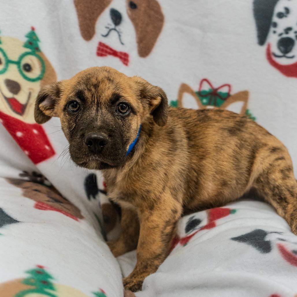 Enlarge Benji, a Adoptable mixed breed in Pawling, NY image 2/6