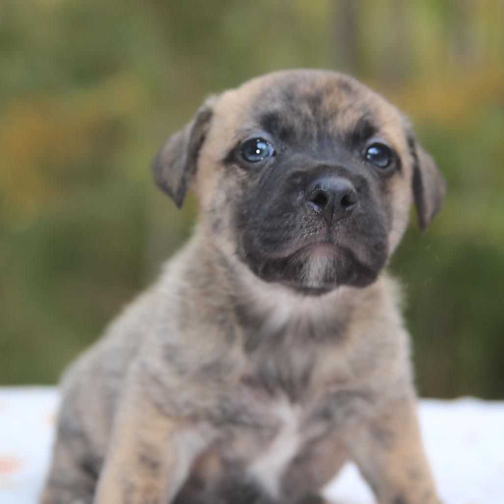 Enlarge Benji, a Adoptable mixed breed in Pawling, NY image 3/6