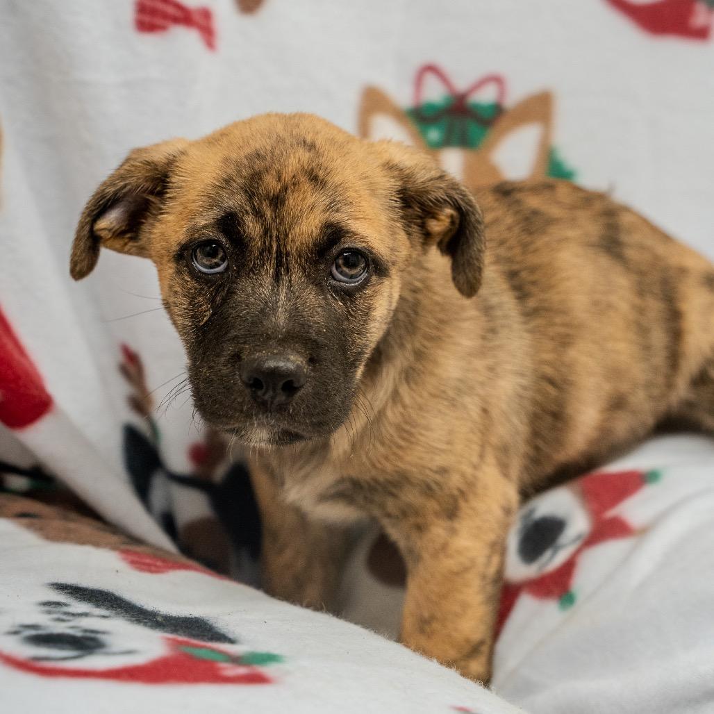Enlarge Benji, a Adoptable mixed breed in Pawling, NY image 4/6