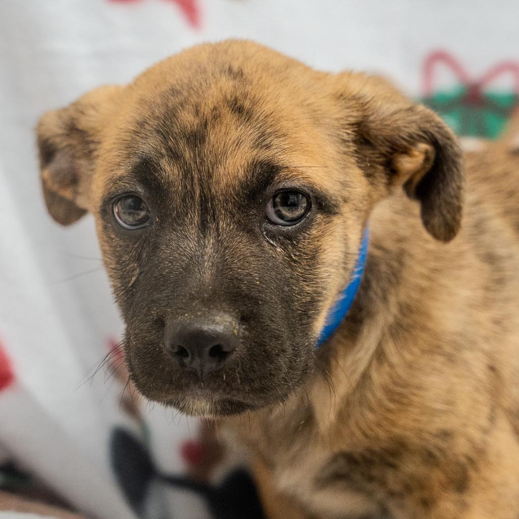 Enlarge Benji, a Adoptable mixed breed in Pawling, NY image 5/6