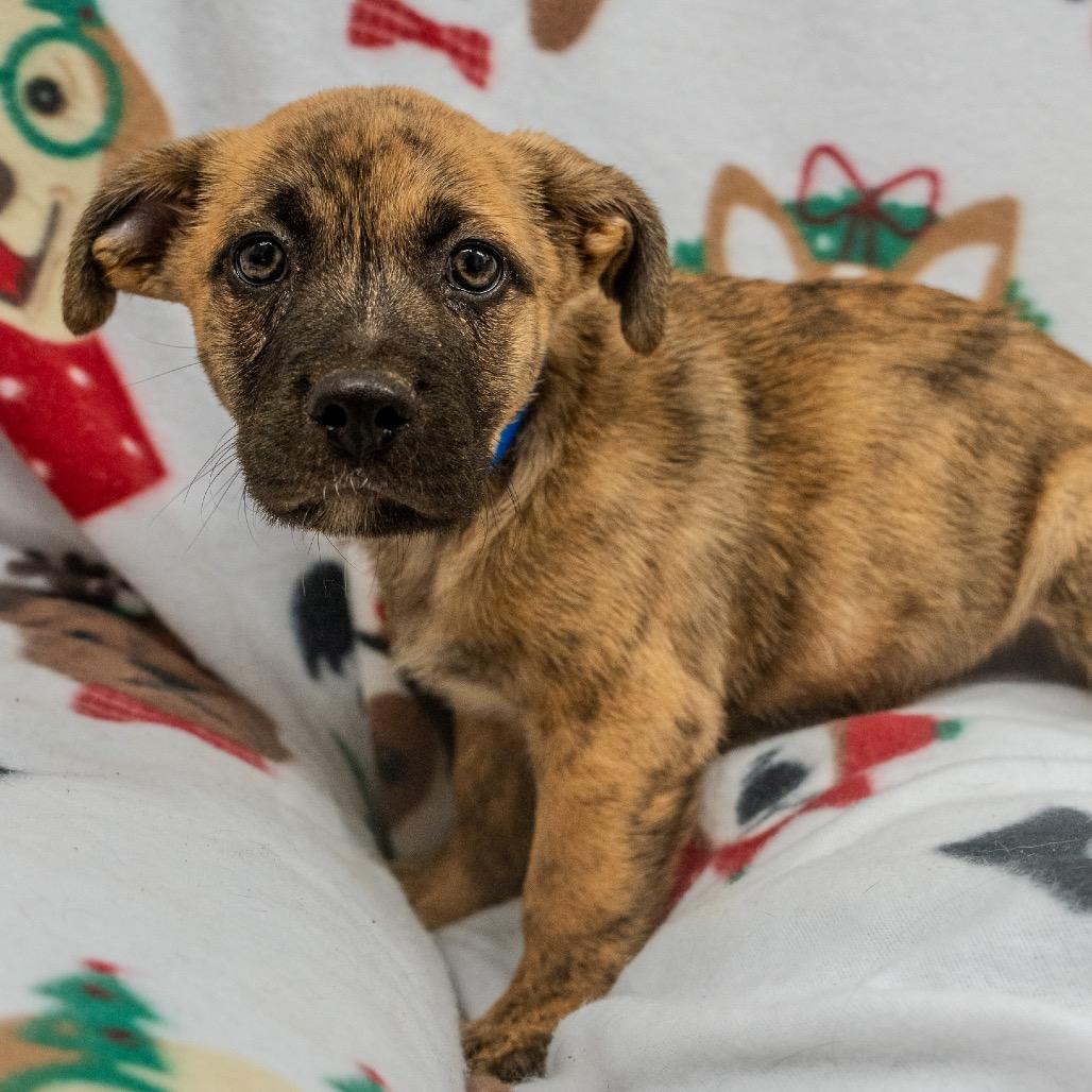 Enlarge Benji, a Adoptable mixed breed in Pawling, NY image 6/6