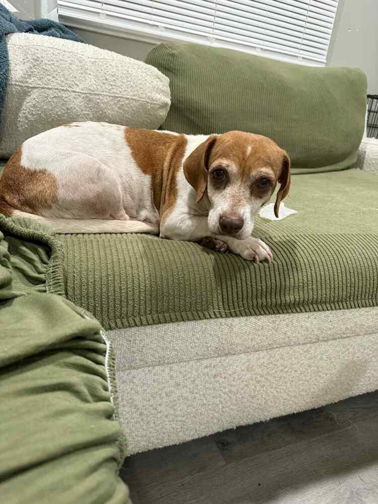 Blanche, Adoptable, Senior Female Beagle.