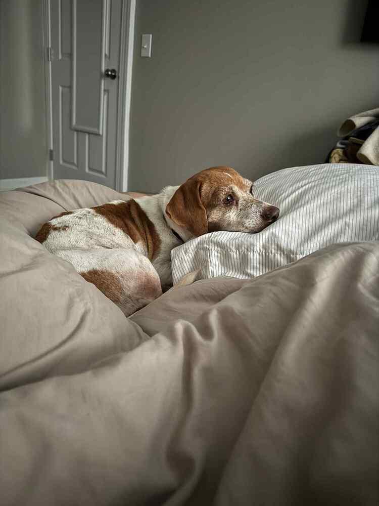 Enlarge Blanche, a Adoptable mixed breed in Amherst, NY image 2/6