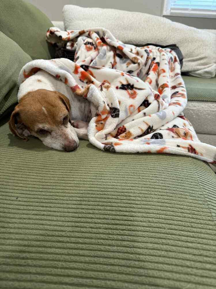 Enlarge Blanche, a Adoptable mixed breed in Amherst, NY image 3/6