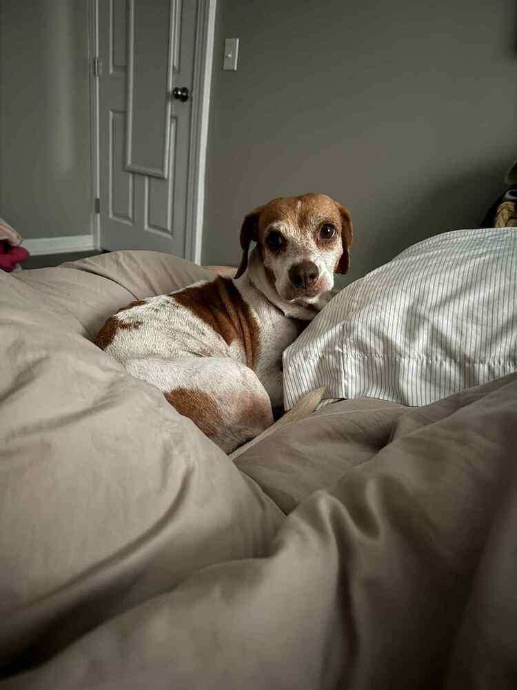 Enlarge Blanche, a Adoptable mixed breed in Amherst, NY image 4/6