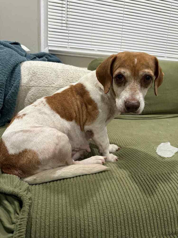 Enlarge Blanche, a Adoptable mixed breed in Amherst, NY image 5/6