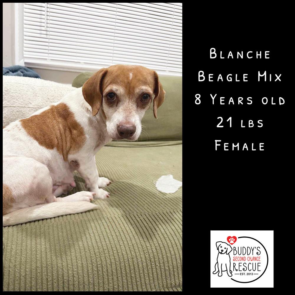 Enlarge Blanche, a Adoptable mixed breed in Amherst, NY image 6/6
