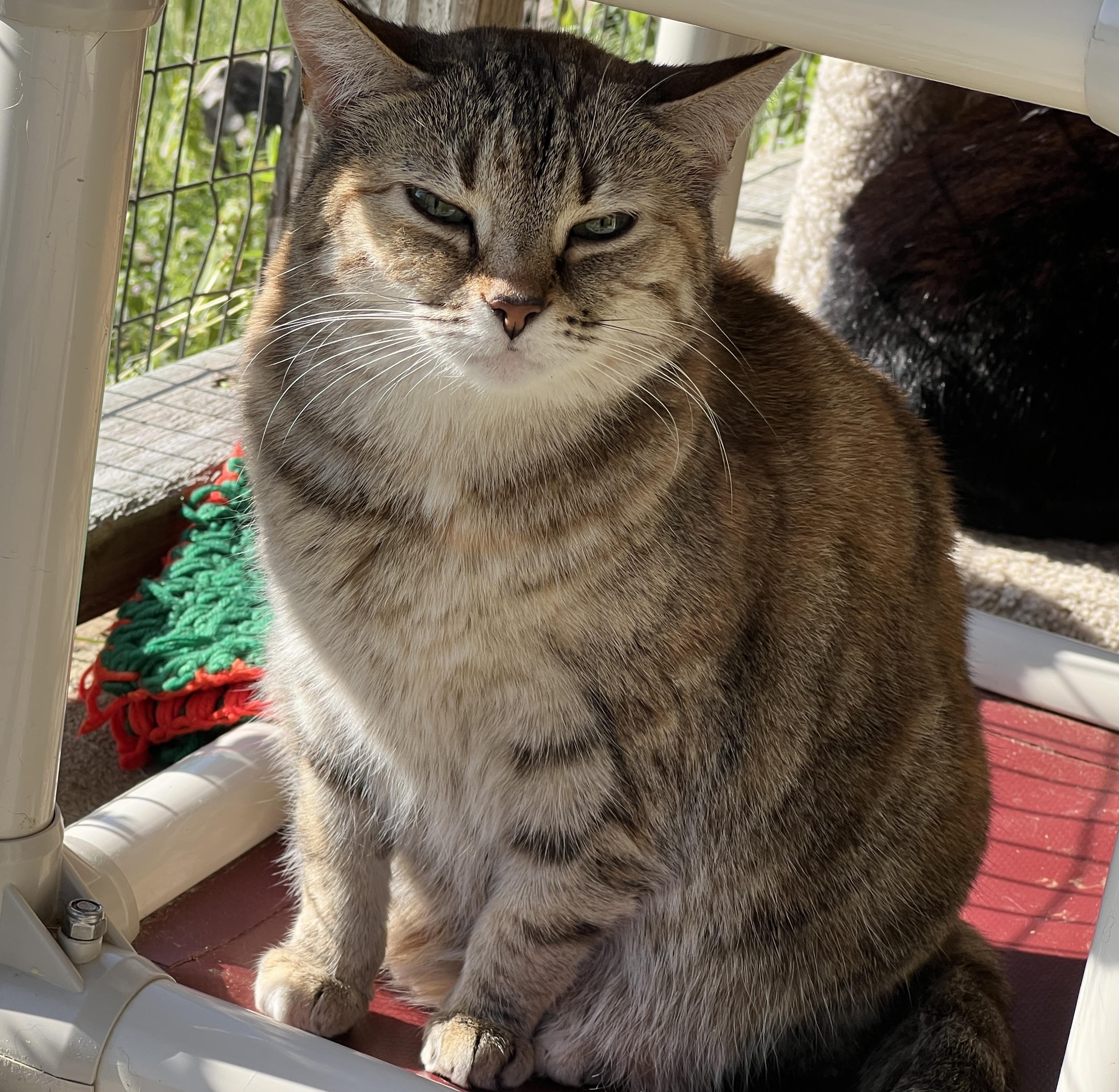 Tibby — thumbnail 2