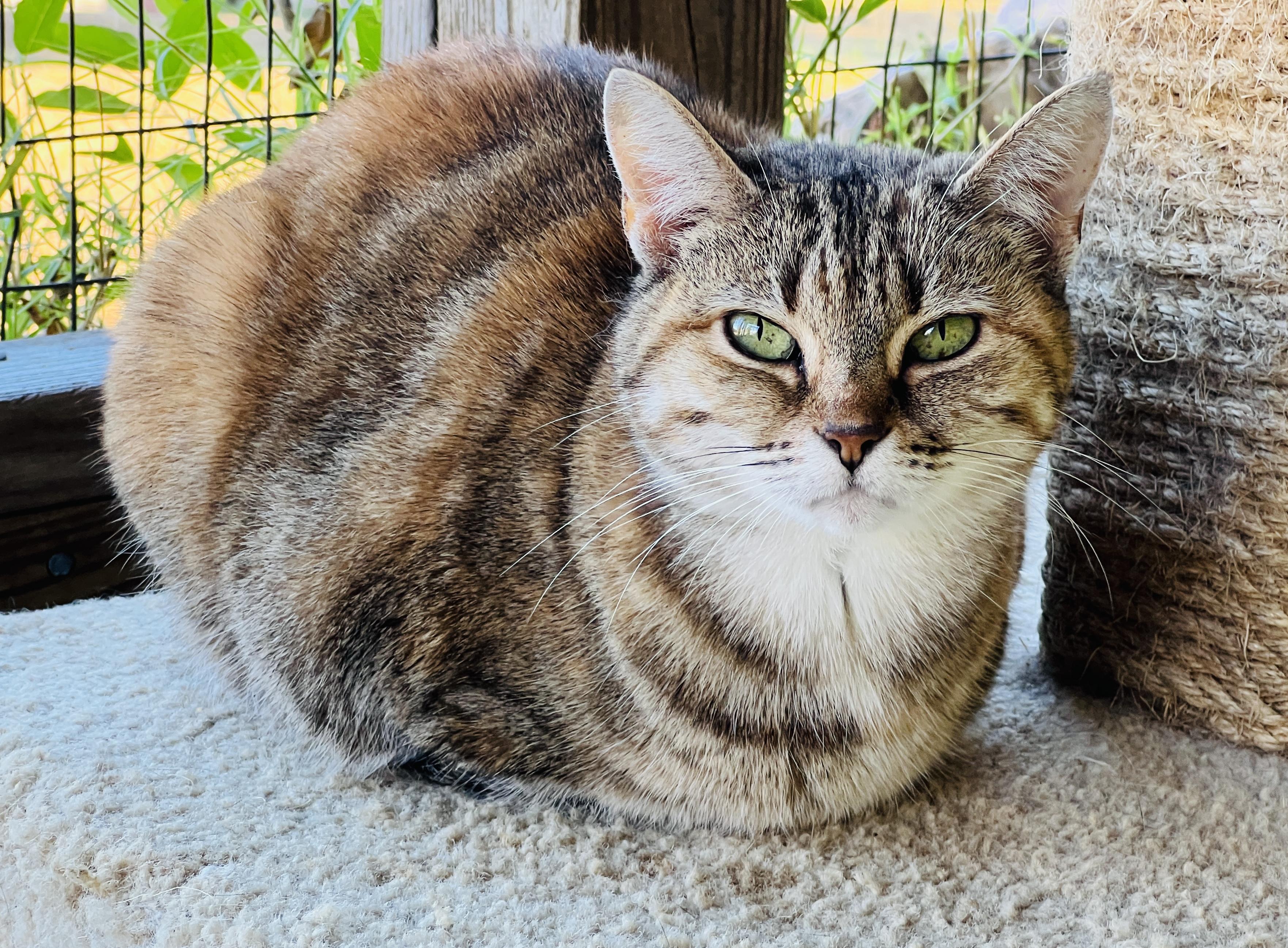 Tibby — thumbnail 4