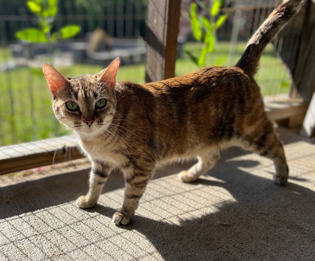 Tibby — thumbnail 5